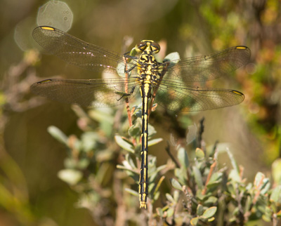 Austrogomphus guerini